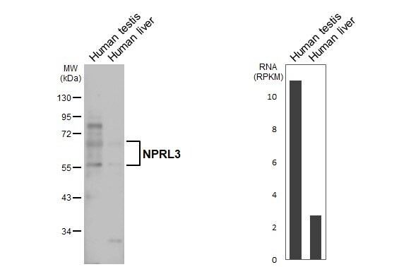 NPRL3 Antibody