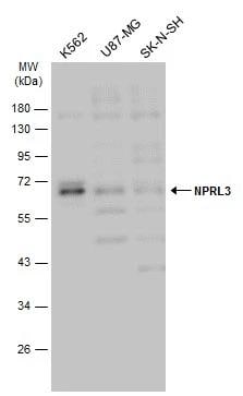 NPRL3 Antibody