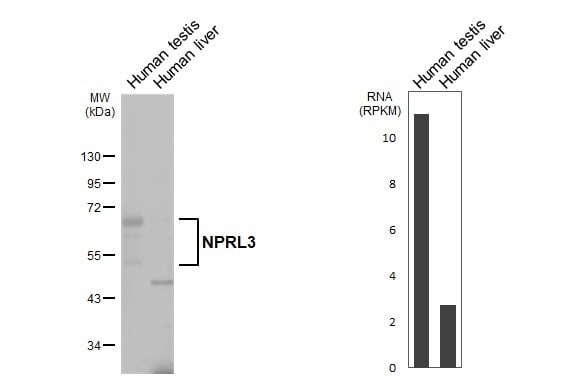 NPRL3 Antibody