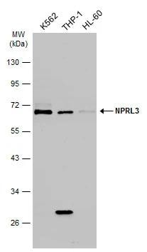 NPRL3 Antibody