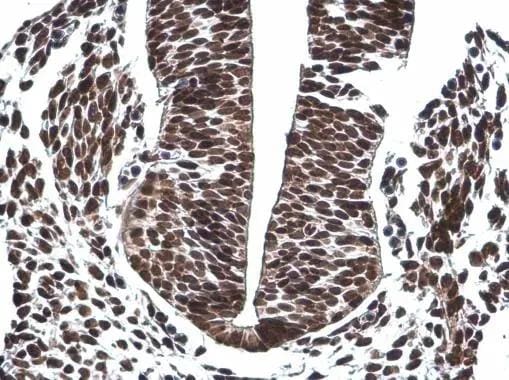 OCT6 Antibody
