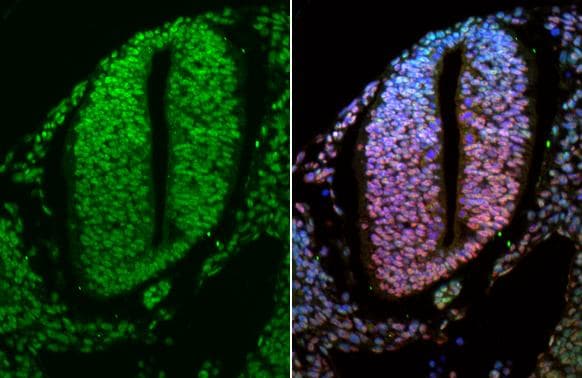 OCT6 Antibody