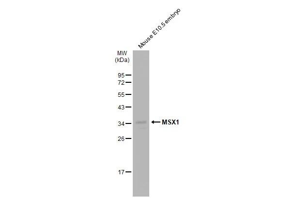MSX1 Antibody
