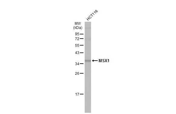 MSX1 Antibody