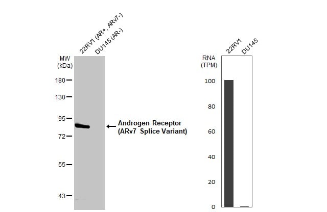 Androgen Receptor V7 Antibody - ARv7 Variant