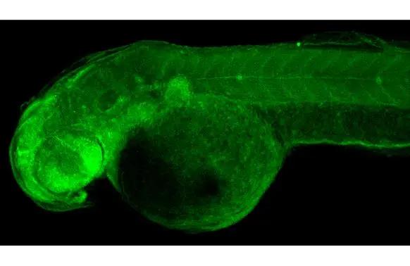 RRM2 Antibody (HL1235)
