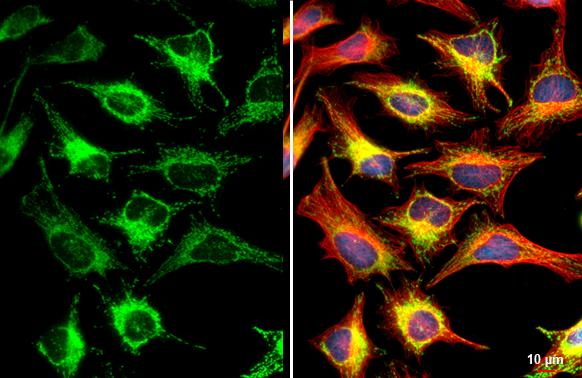 MFF Antibody (HL1312)