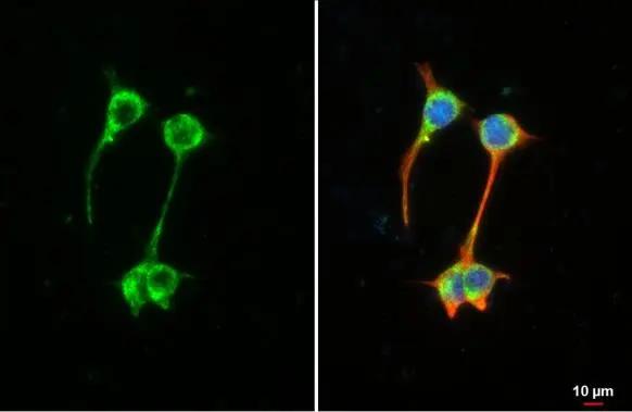 MFF Antibody (HL1312)