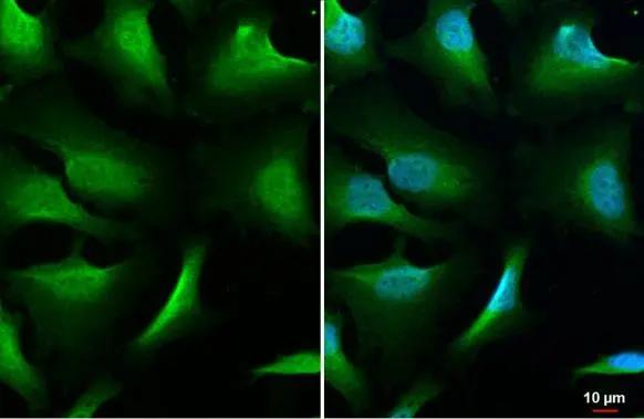 NEK7 Antibody (HL1349)