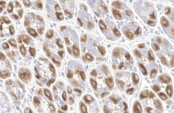 NEK7 Antibody (HL1349)