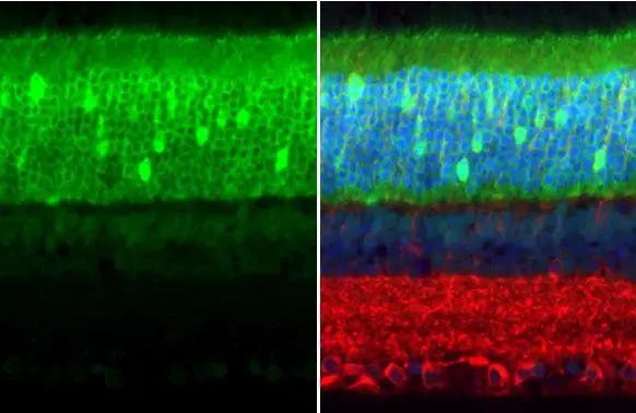 PDE6D Antibody (HL1359)