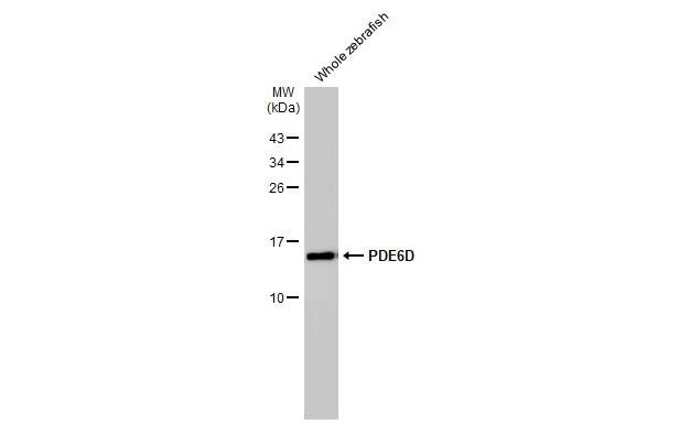 PDE6D Antibody (HL1359)