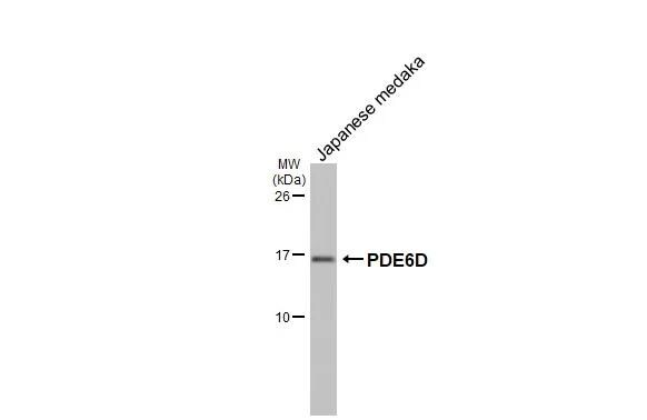PDE6D Antibody (HL1359)