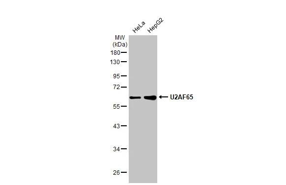 U2AF2 Antibody (HL1583)