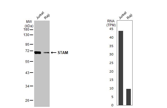 STAM-1 Antibody (HL1637)