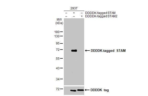STAM-1 Antibody (HL1637)