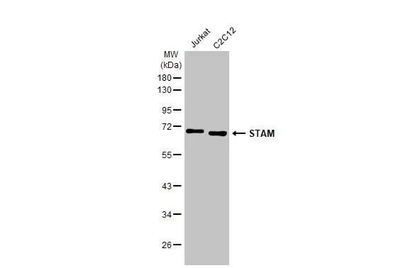 STAM-1 Antibody (HL1637)
