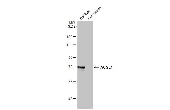 ACSL1 Antibody (HL1651)