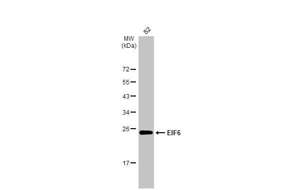 integrin beta 4 binding protein Antibody (HL1758)