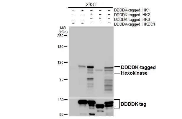 Hexokinase 2 Antibody (HL2000)