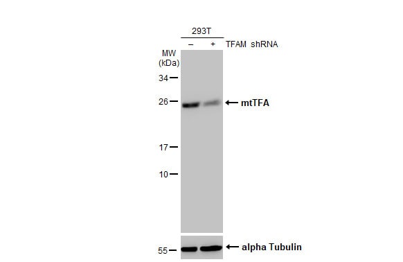 mtTFA Antibody (HL2012)