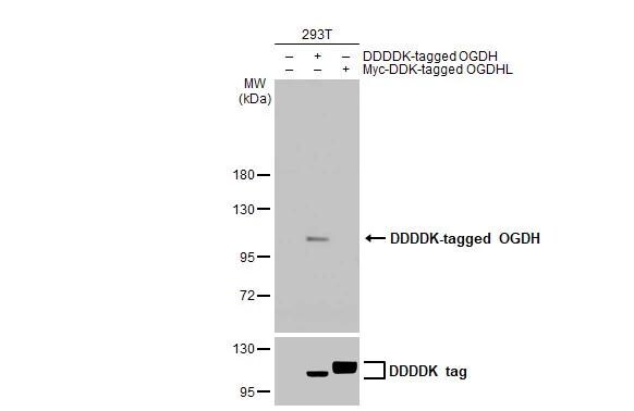 OGDH Antibody (HL2072)
