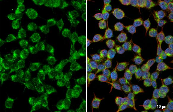 NDUFS3 Antibody (HL2097)