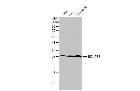 NDUFS3 Antibody (HL2097)