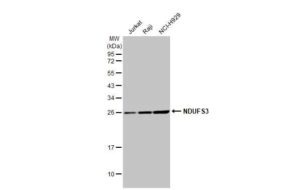 NDUFS3 Antibody (HL2097)
