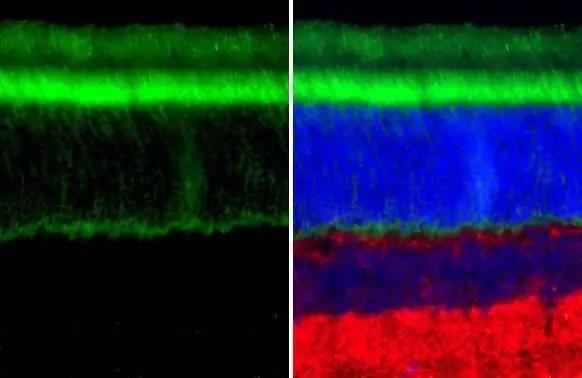 Transducin alpha Antibody (HL2126)