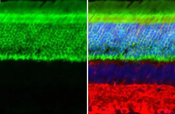 Transducin alpha Antibody (HL2126)