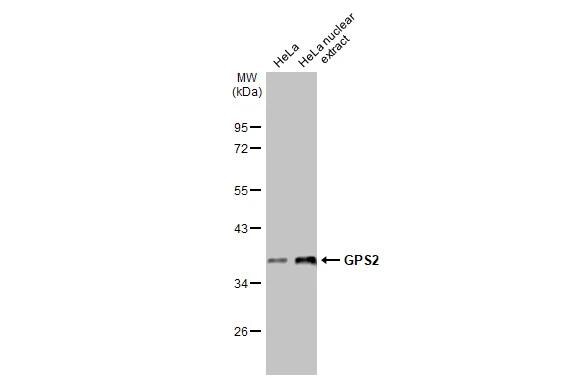 GPS2 Antibody (HL2276)