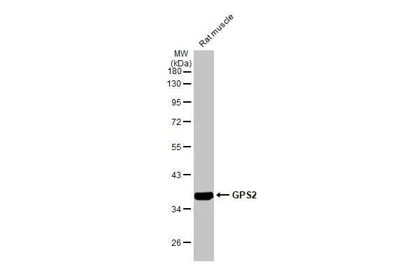 GPS2 Antibody (HL2276)