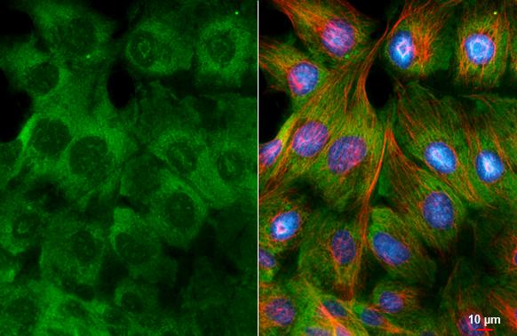 RPL32 Antibody (HL2331)