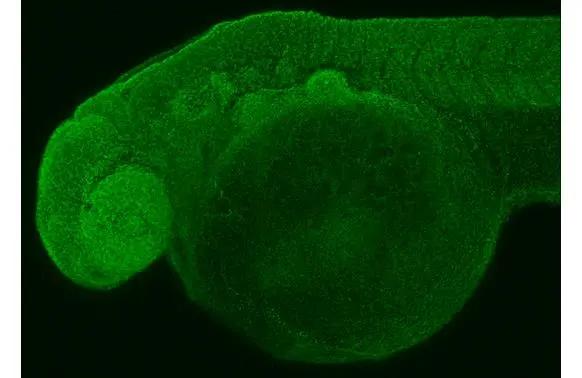 RPL32 Antibody (HL2331)