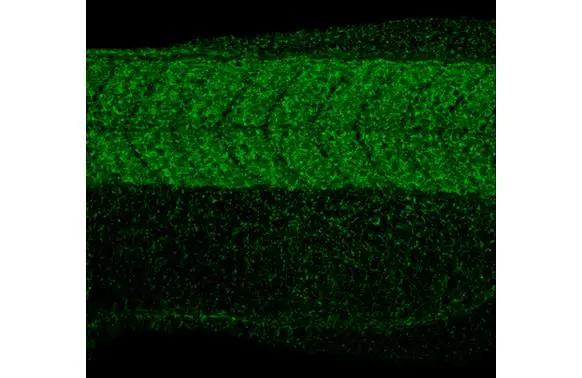 RPL32 Antibody (HL2331)