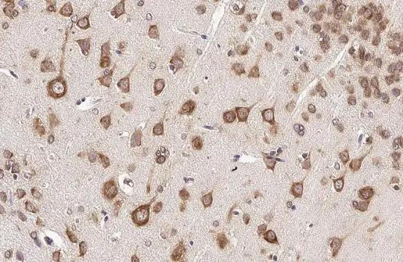 RPL32 Antibody (HL2331)