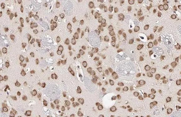 RPL32 Antibody (HL2331)