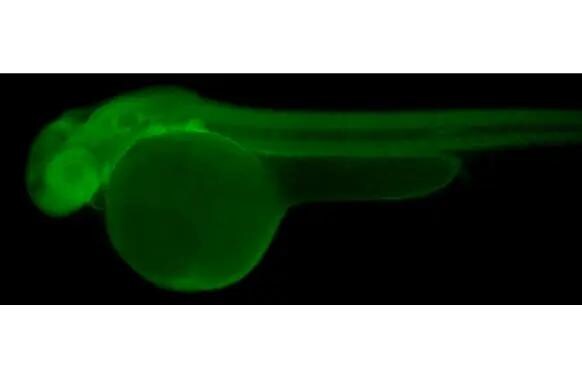 PELO Antibody (HL2345)