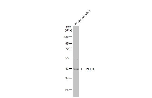 PELO Antibody (HL2345)