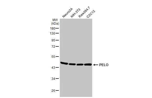 PELO Antibody (HL2345)