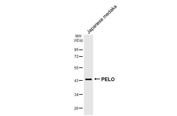 PELO Antibody (HL2345)