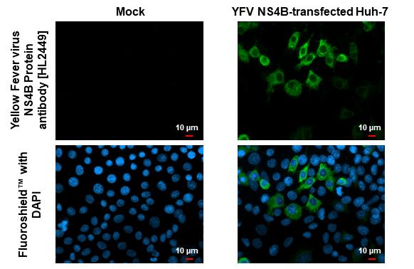 Yellow Fever Virus NS4B Antibody (HL2449)