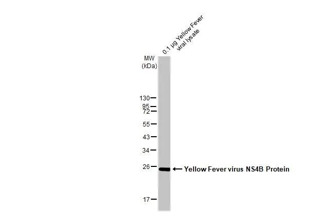 Yellow Fever Virus NS4B Antibody (HL2449)