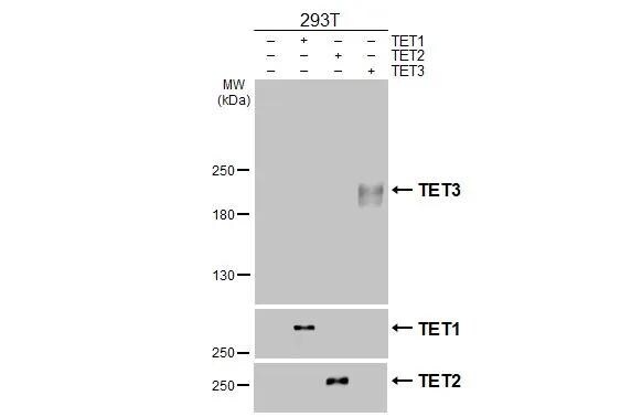 TET3 Antibody (HL2463)
