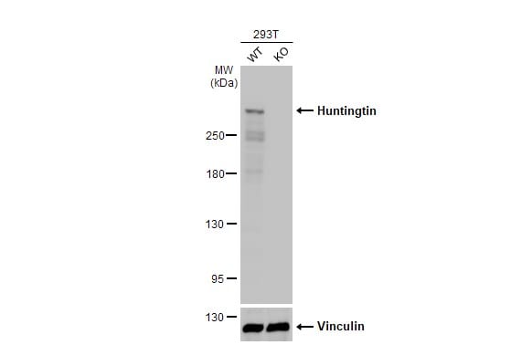 Huntingtin Antibody (HL2483)