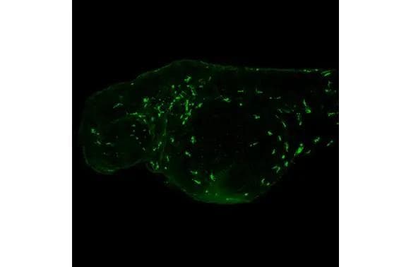 Plastin L Antibody (HL2501)