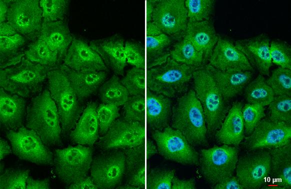 RanBP16 Antibody (HL2510)