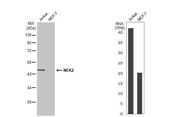 NEK2 Antibody (HL2511)