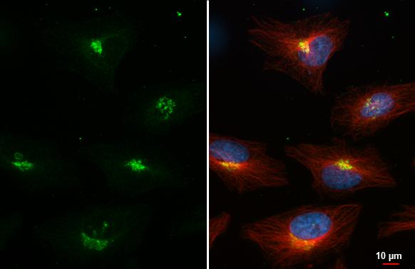 Nucleobindin 1 Antibody (HL2532)